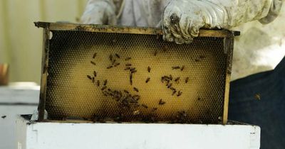 There mite bee some hope: Authorities' plan to eradicate varroa