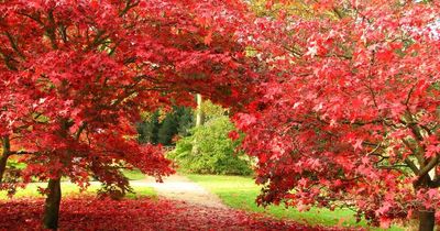 The best National Trust sites near Greater Manchester to see the leaves change this autumn