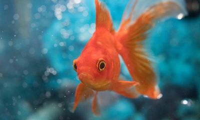 Fish GPS? Scientists find goldfish go farther next to certain stripes