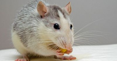 Woman who refused to deal with mouse infestation because of vegan beliefs fined
