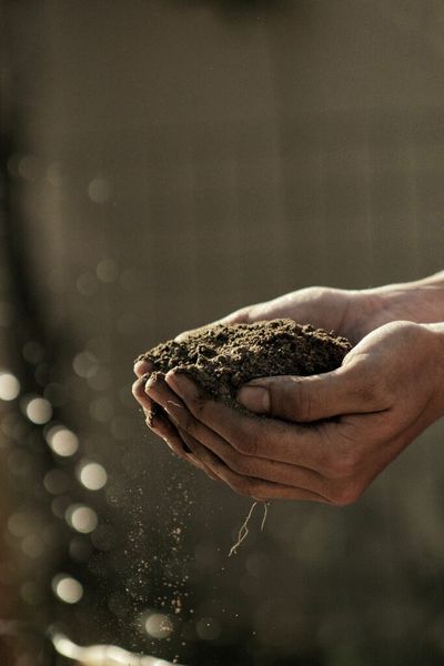 Humble Potato Could Be Key To Beating Hospital Superbugs