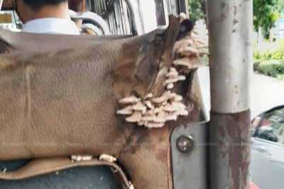Old bus seat with mushrooms growing on it replaced