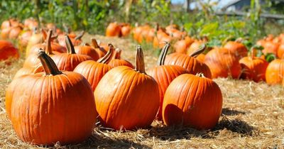 Brocksbushes in Northumberland named among best pumpkin patches in England