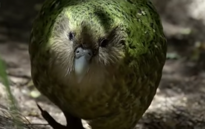 Fat and flightless parrot species barred from New Zealand’s bird of the year contest