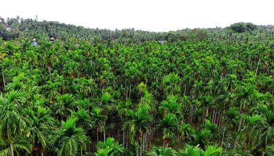 Local growers worried as Centre decides to import areca from Bhutan