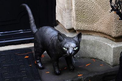 Do Black Cats Live Up To The Stereotypes