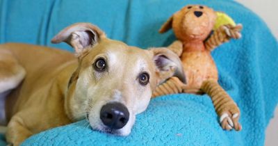 Britain's 'most unwanted dog' spends over 1,000 days in kennels after three homes