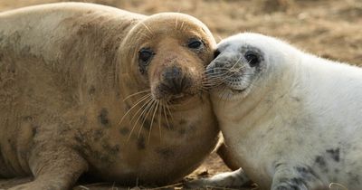 Dead seals and pups are washing up on Gower beaches