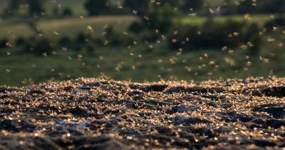 Holiday horror as flying ants turn Spanish beaches into 'black blankets'