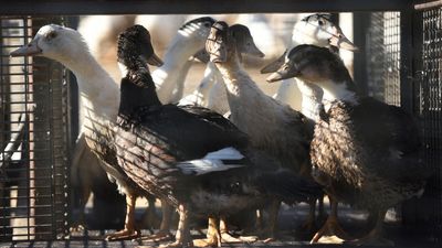 Early bird flu outbreak devastates French poultry population