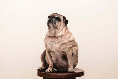 Dog obesity awareness day: Signs your dog is putting on weight