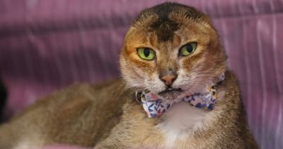 Adorable earless cat named Potato becomes an internet sensation after cancer diagnosis
