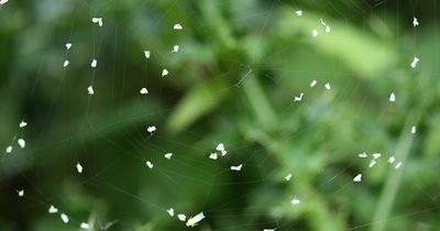 Swarms of white flies spotted around Nottinghamshire and this is why