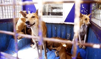 Stray dog vaccination drive far from achieving target