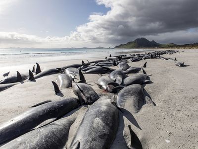 477 stranded whales die on remote New Zealand islands