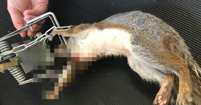 Pensioner tortured squirrels by trapping and drowning them even after RSPCA warnings