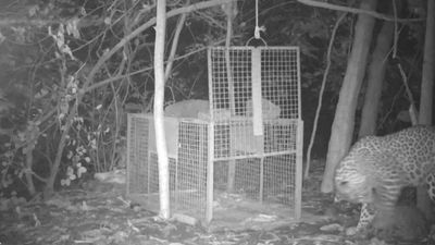 Rescued leopard cub reunited with mother in Mumbai