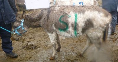 Police removed 72 donkeys from farm where woman caused many of them unnecessary suffering