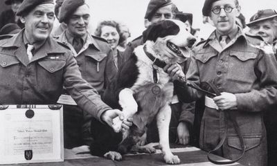 Medals for dog that parachuted during second world war sell for £140,000