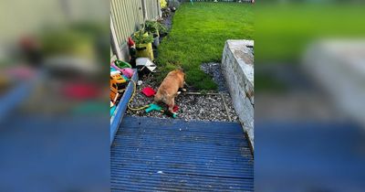 Mum has to search garden for rats before kids come home from school