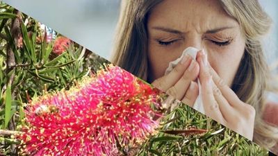 Native plants a potential saviour for gardeners hoping to avoid spring hayfever sniffles