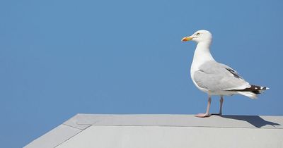 The reason why seagulls are vanishing from some Welsh towns