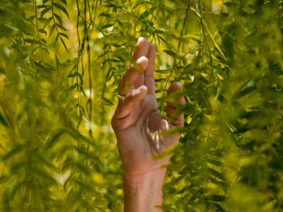 Sustainable Cannabis Packaging, Steps To Consider According To New York Regulations
