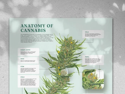 The Fascinating History Of Durban Poison And The Origins Of Cannabis