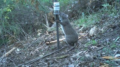 Long-footed potoroo search in south-east NSW turns to DNA found in predator droppings