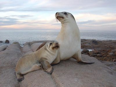 Report charts 'terrifying' wildlife losses