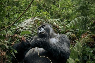 Wildlife populations plunge 69% since 1970: WWF