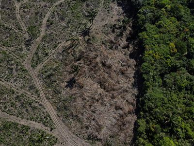 Global wildlife populations have sunk 69% since 1970 - WWF report