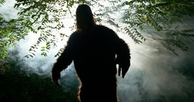 Mysterious Bigfoot warnings pop up in parks with campers urged to 'not approach'