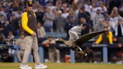 Fans Go Wild After Goose Lands on Field During Dodgers-Padres Game