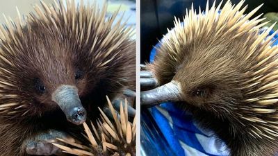 Echidna seen wandering at Adelaide Railway Station rescued and released