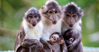 Monkeys could be evolving into 'human-like species' as incredible research reveals global trend