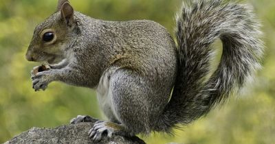 Pensioner ordered to pay £300 after trapping and drowning squirrels