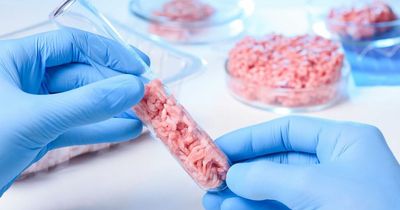 Researchers make breakthrough in cultivated pork production