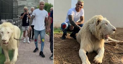 UFC star Charles Oliveira takes lion for a walk ahead of Islam Makhachev fight