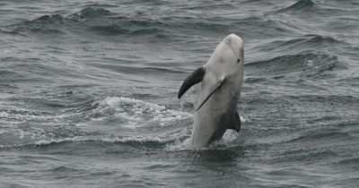 Rarely spotted 'dwarf orca' dolphins seen leaping from the sea off the Welsh coast