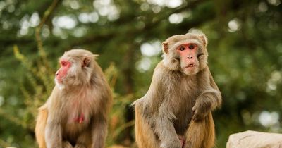 Monkeys may be evolving into 'human-like race' as they are spotted leaving trees