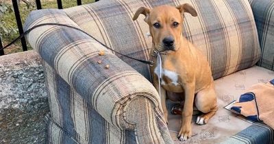 Terrified dog tied to fence with shoelace near rubbish tip leaves people in tears