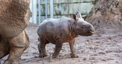 Fota Wildlife Park announces birth of Ireland’s first ever Indian rhino