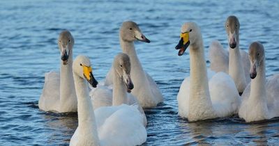 Martin Mere to remain closed after confirmed case of bird flu