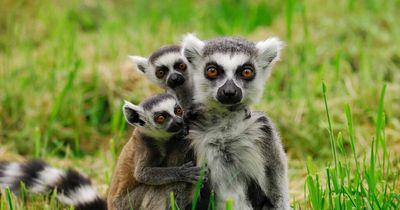 Monkeys forced to spend more time and abandon treetop homes, study finds