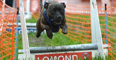 Search is on to find Loch Lomond’s Top Dog this Saturday in a popular dog show