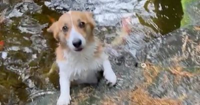 Sweet dog with pet fish 'panics' when his best friend disappears from the pond