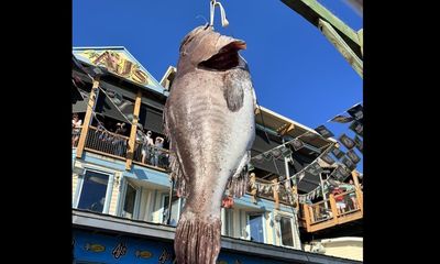 Massive grouper catch stuns crowd at Florida fishing dock