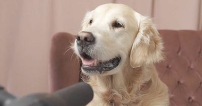 Your dog could have a 'dream job' earning up to £10,000 with free beer