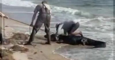 Beachgoers watch on in terror as 12ft alligator walks along sand